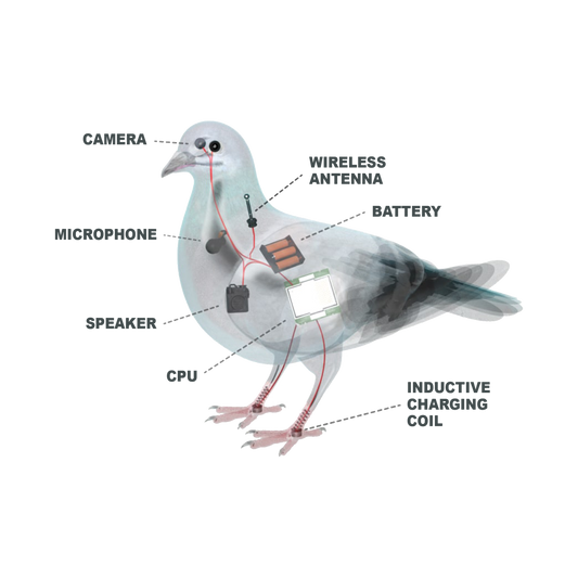 The bird conspiracy: Understanding the Pigeon drone